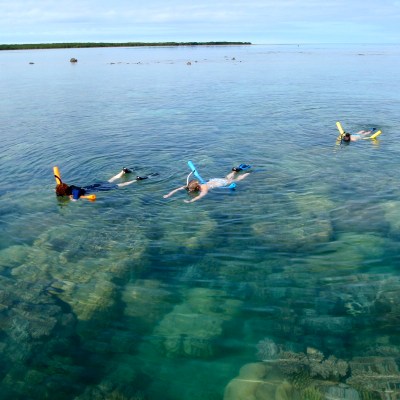 a flock of seagulls flying over a body of water
