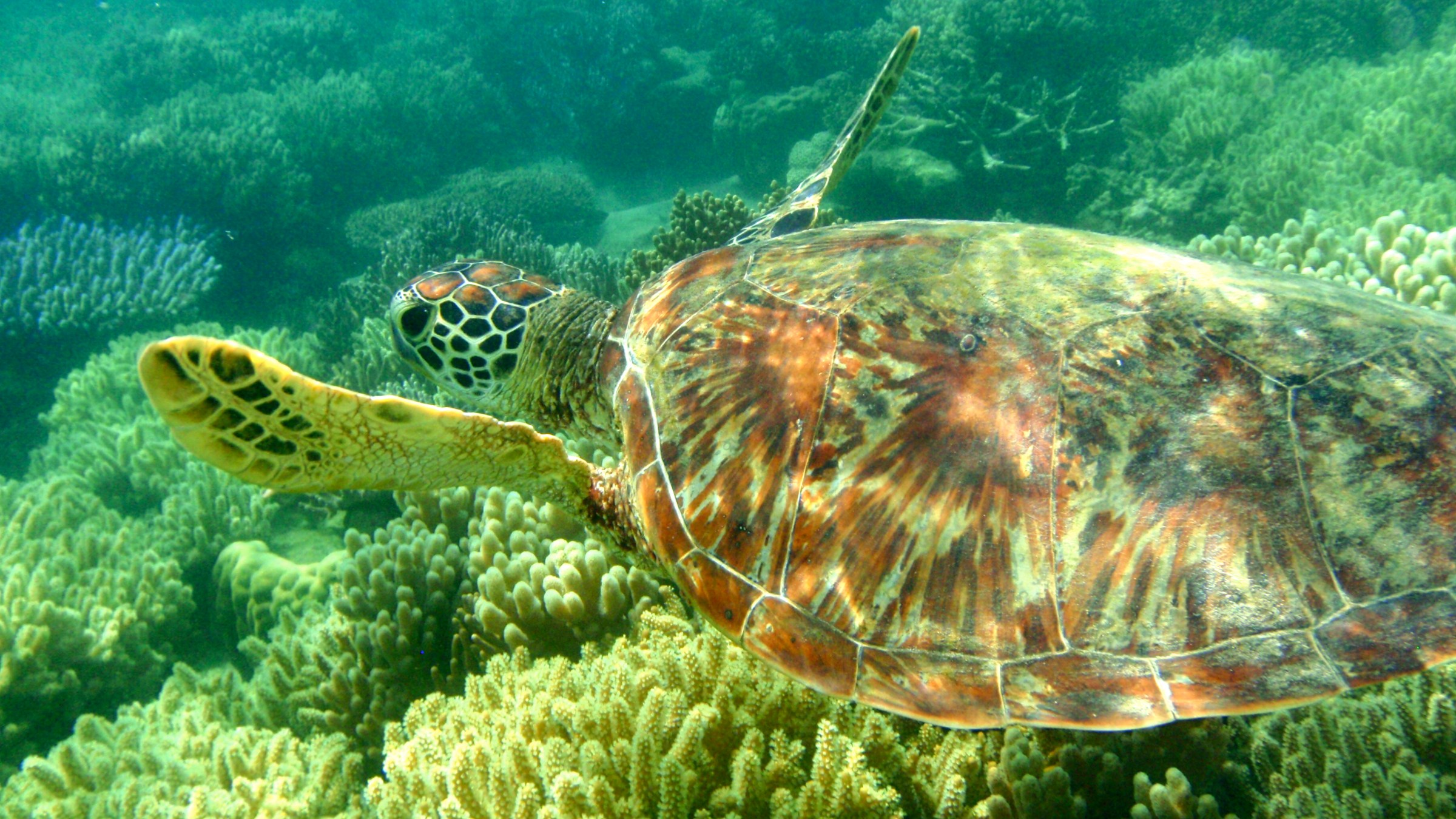 a turtle swimming under water