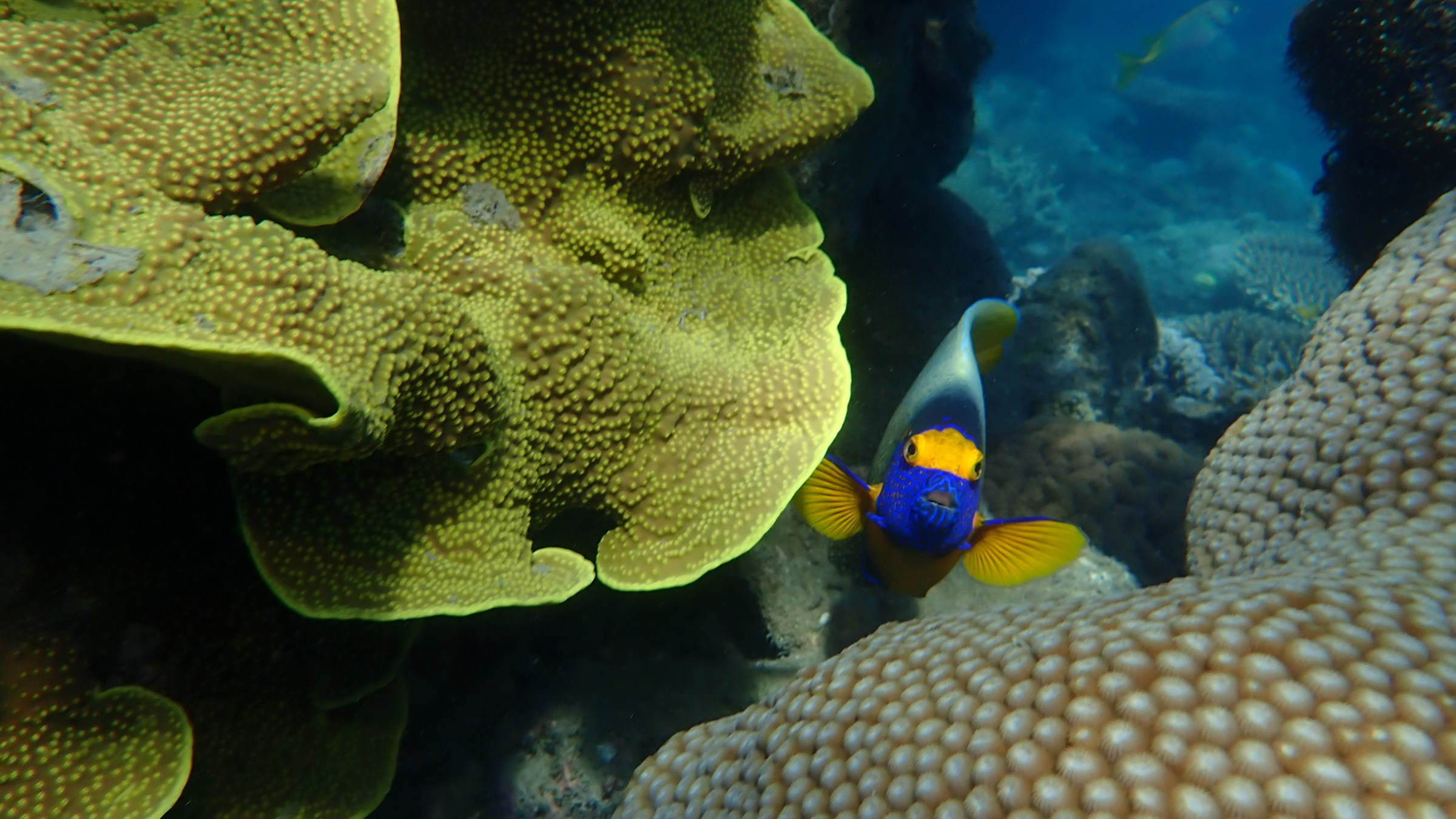 Colorful fish swimming near coral in clear blue water.
