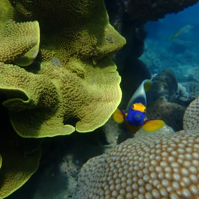 Colorful fish swimming near coral in clear blue water.