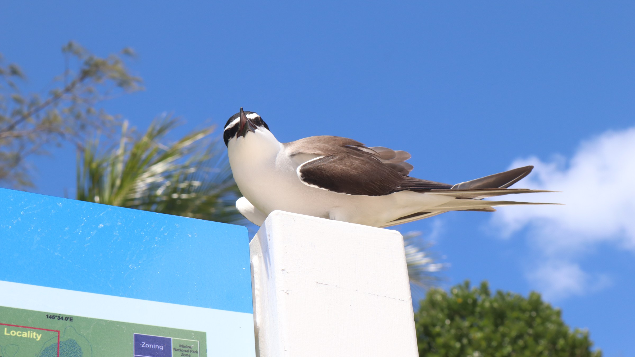 Bird perched on a sign with blue sky background.
