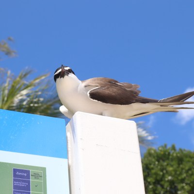 Bird perched on a sign with blue sky background.