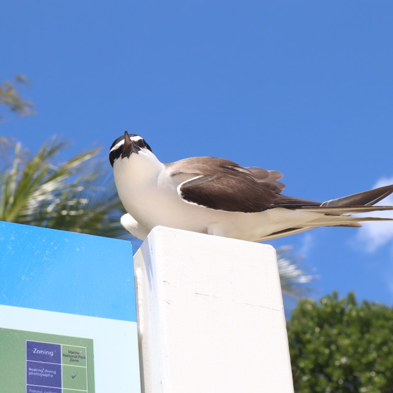 Bird perched on a sign with blue sky background.
