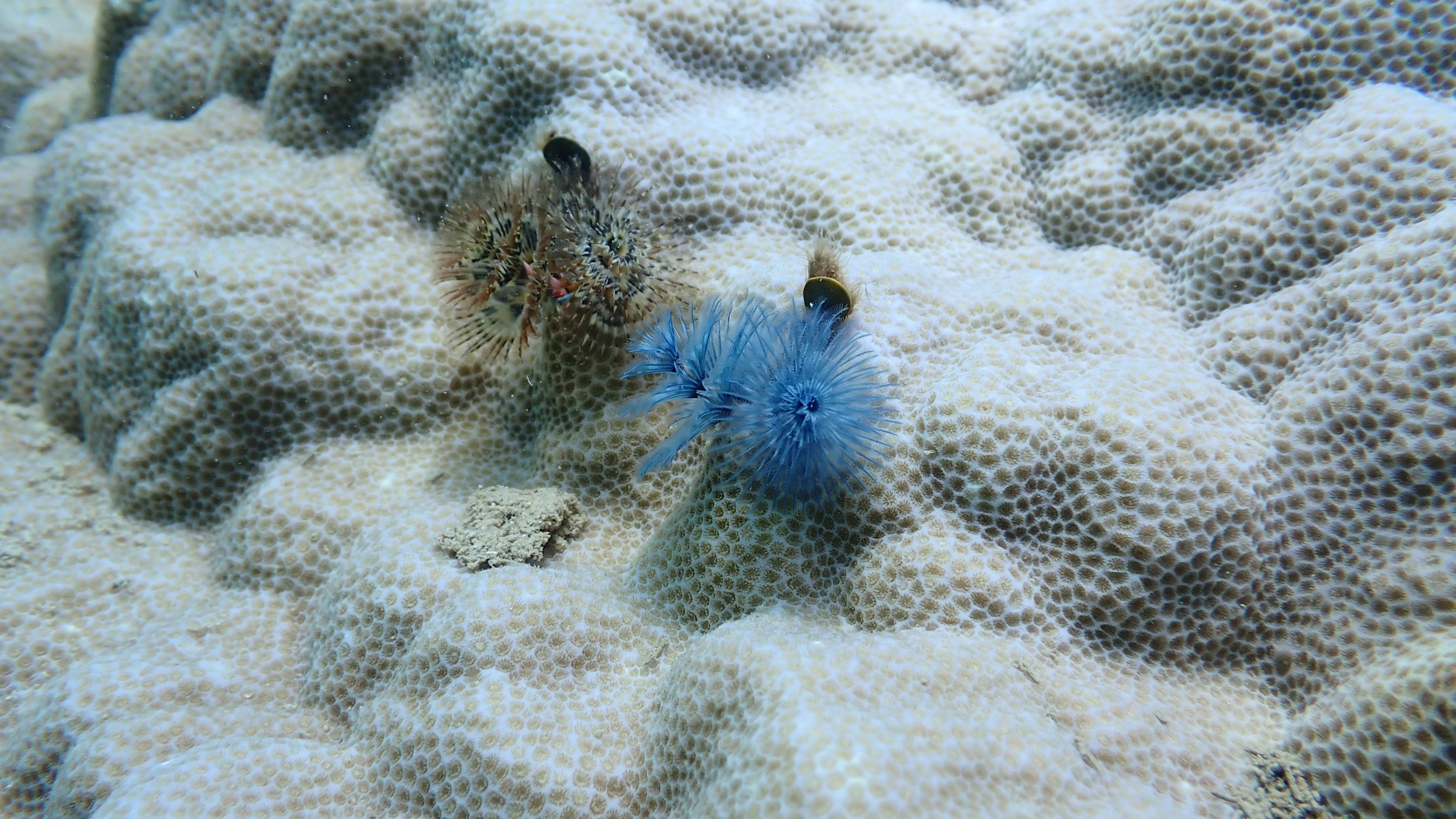 Coral reef with blue and brown Christmas tree worms attached.
