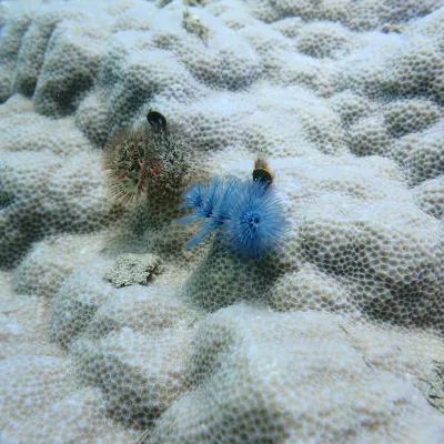 Coral reef with blue and brown Christmas tree worms attached.