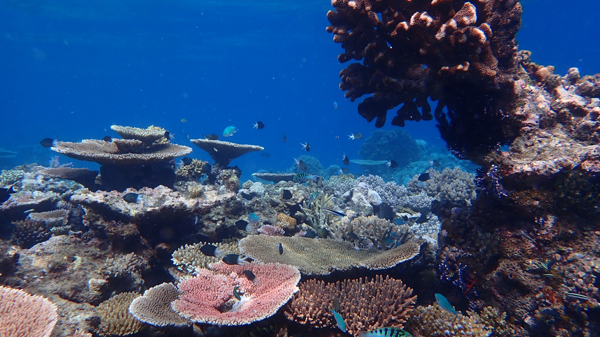 Underwater scene with colorful coral reefs and small fish swimming.