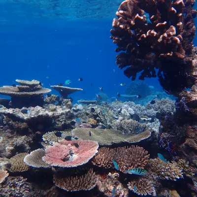 Underwater scene with colorful coral reefs and small fish swimming.