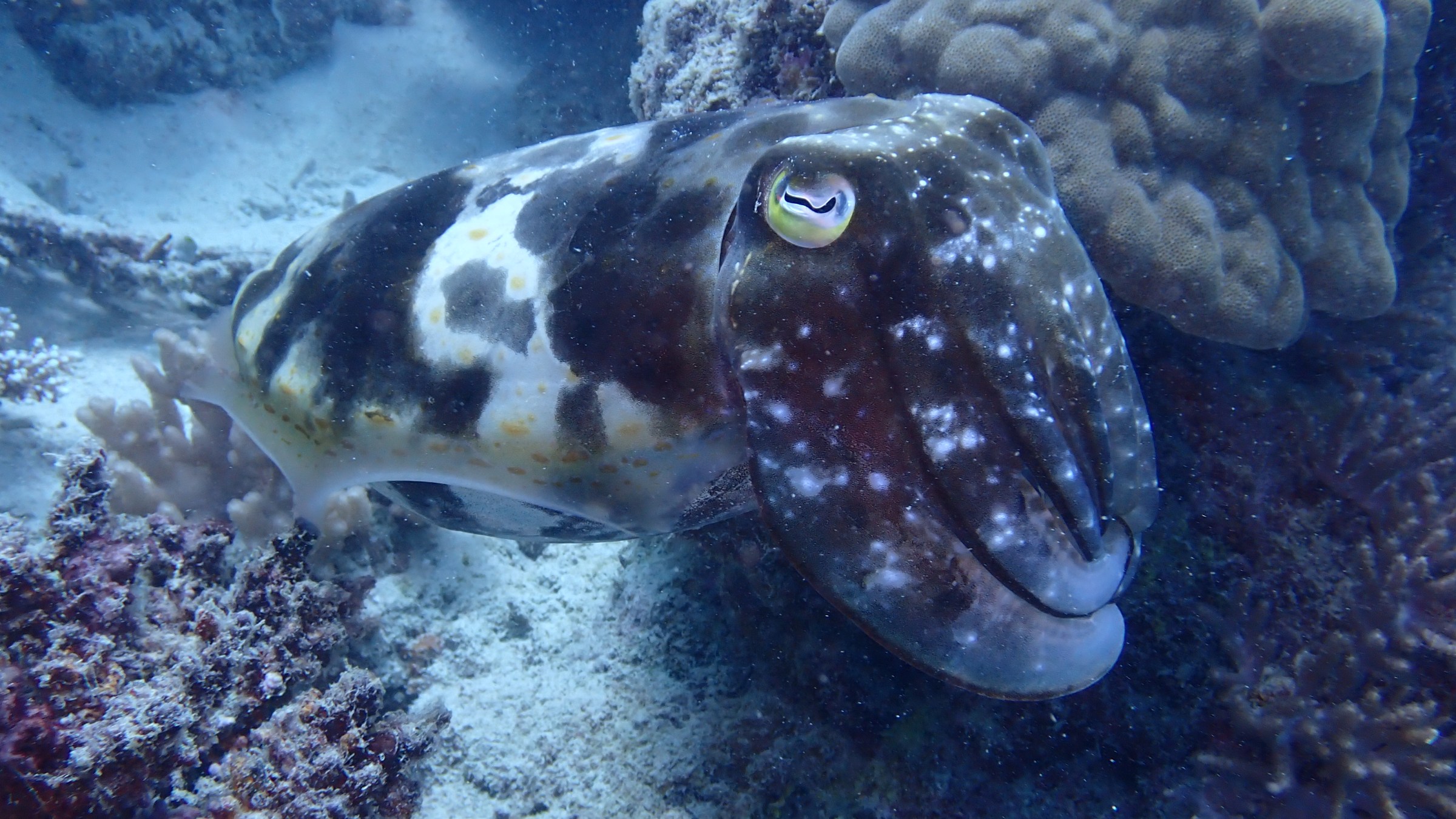 Cuttlefish with spotted body swimming near coral reef.