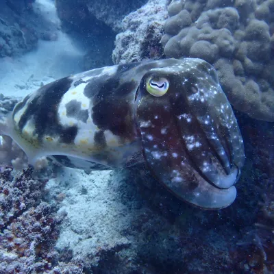 Cuttlefish with spotted body swimming near coral reef.