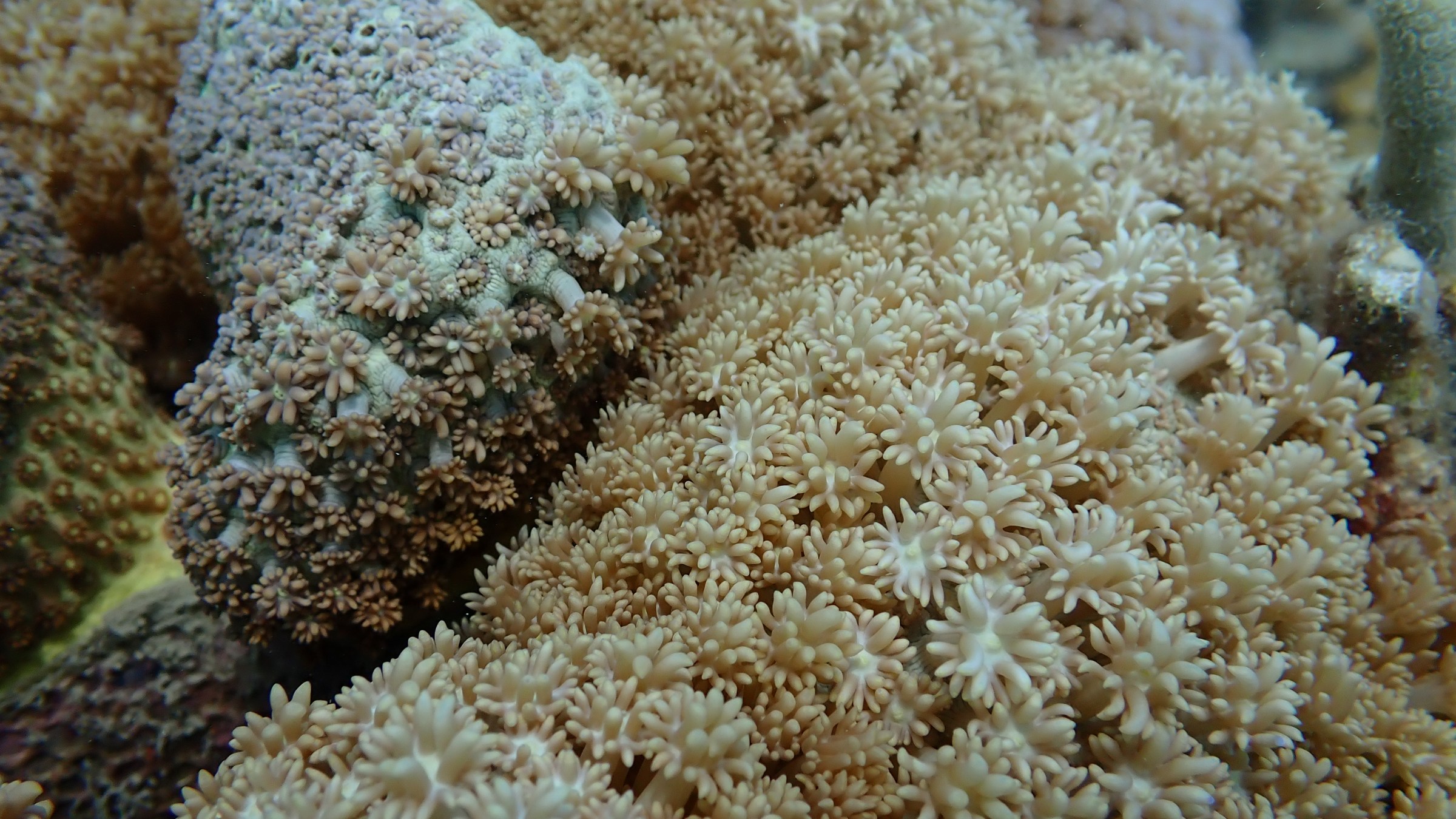 Close-up of various soft corals in the ocean.