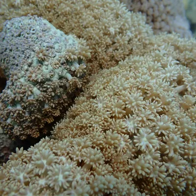 Close-up of various soft corals in the ocean.
