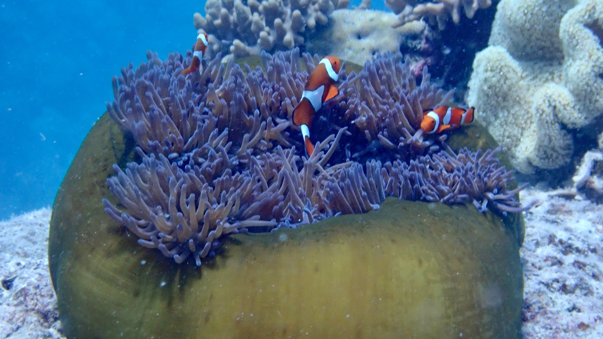 Clownfish swimming around a sea anemone on a coral reef.