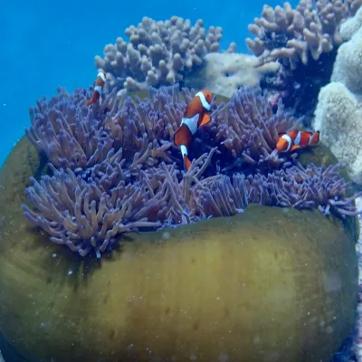 Clownfish swimming around a sea anemone on a coral reef.