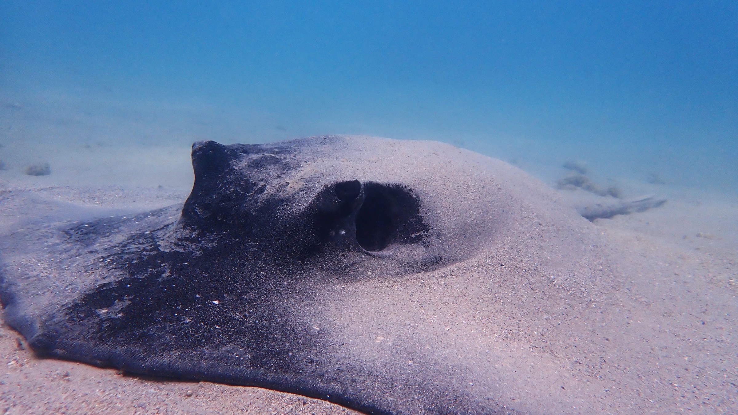 A stingray resting on the sandy ocean floor.