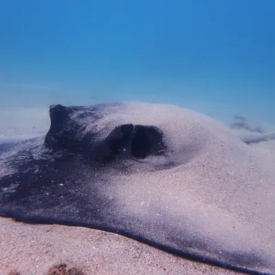 A stingray resting on the sandy ocean floor.