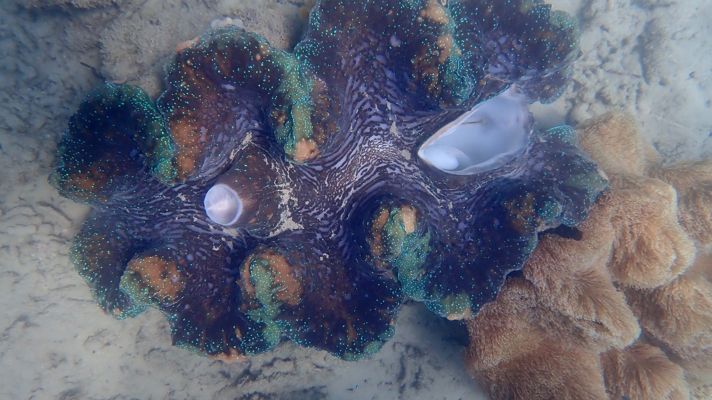 Large shell with ridged surface and colorful edges underwater.