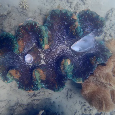 Large shell with ridged surface and colorful edges underwater.
