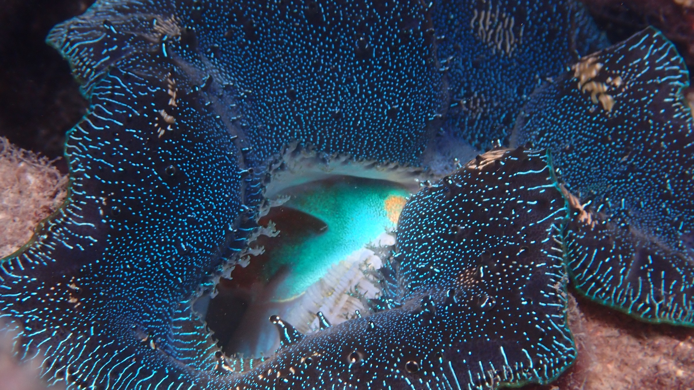 Close-up of a vibrant blue clam shell in a coral reef.