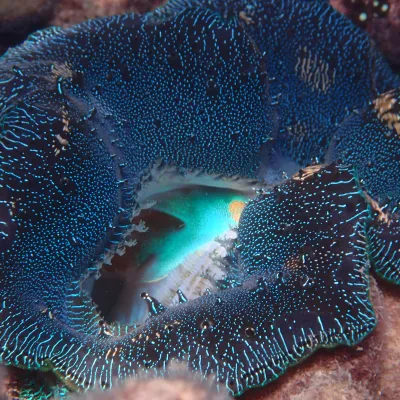 Close-up of a vibrant blue clam shell in a coral reef.