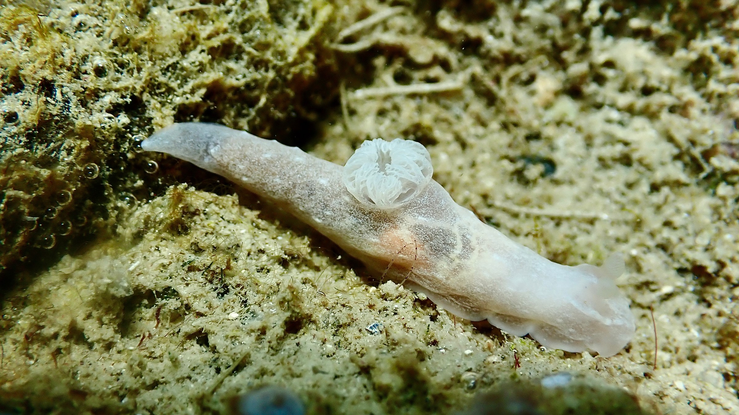 White sea slug crawling on sandy ocean floor.