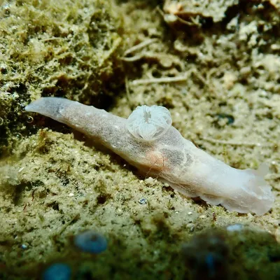 White sea slug crawling on sandy ocean floor.