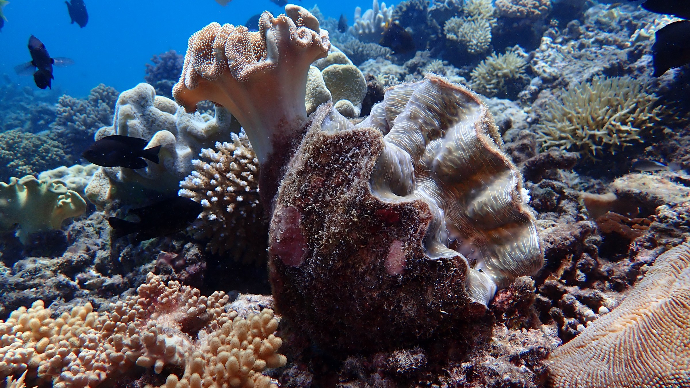 Colorful corals and fish in a vibrant underwater reef scene.