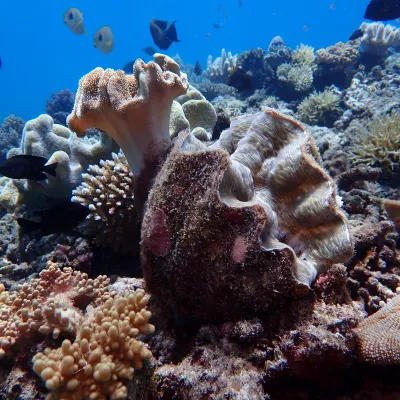Colorful corals and fish in a vibrant underwater reef scene.