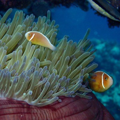 Two clownfish swimming near sea anemones underwater.