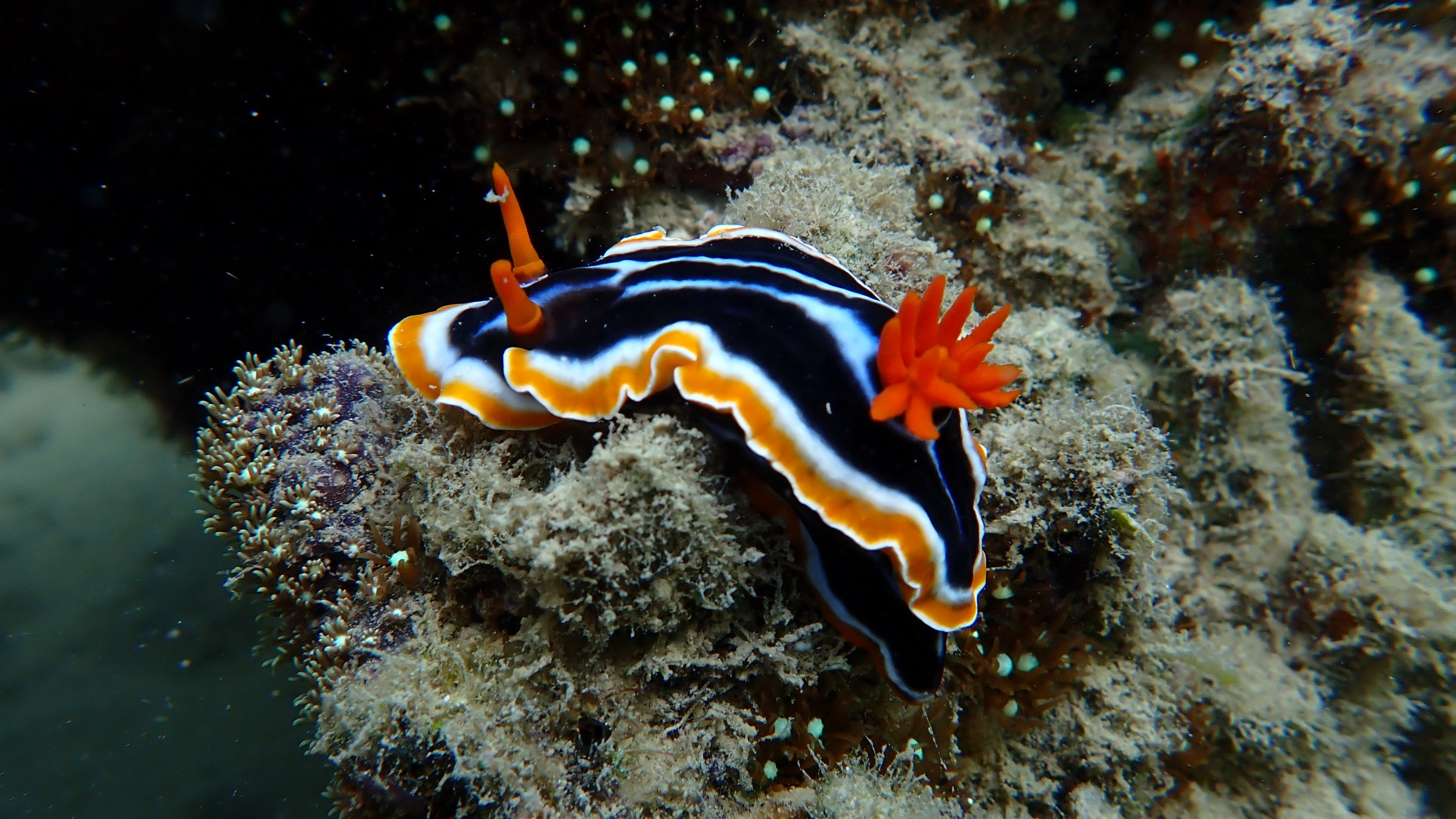 Colorful sea slug with black, white, and orange stripes on a coral.
