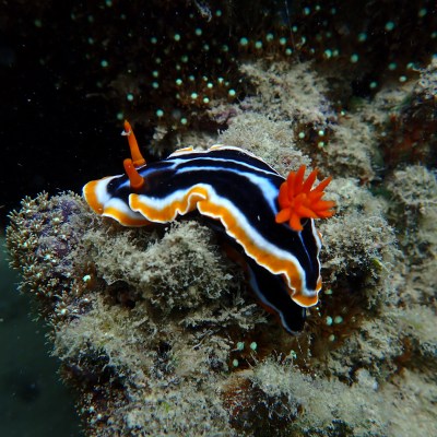 Colorful sea slug with black, white, and orange stripes on a coral.