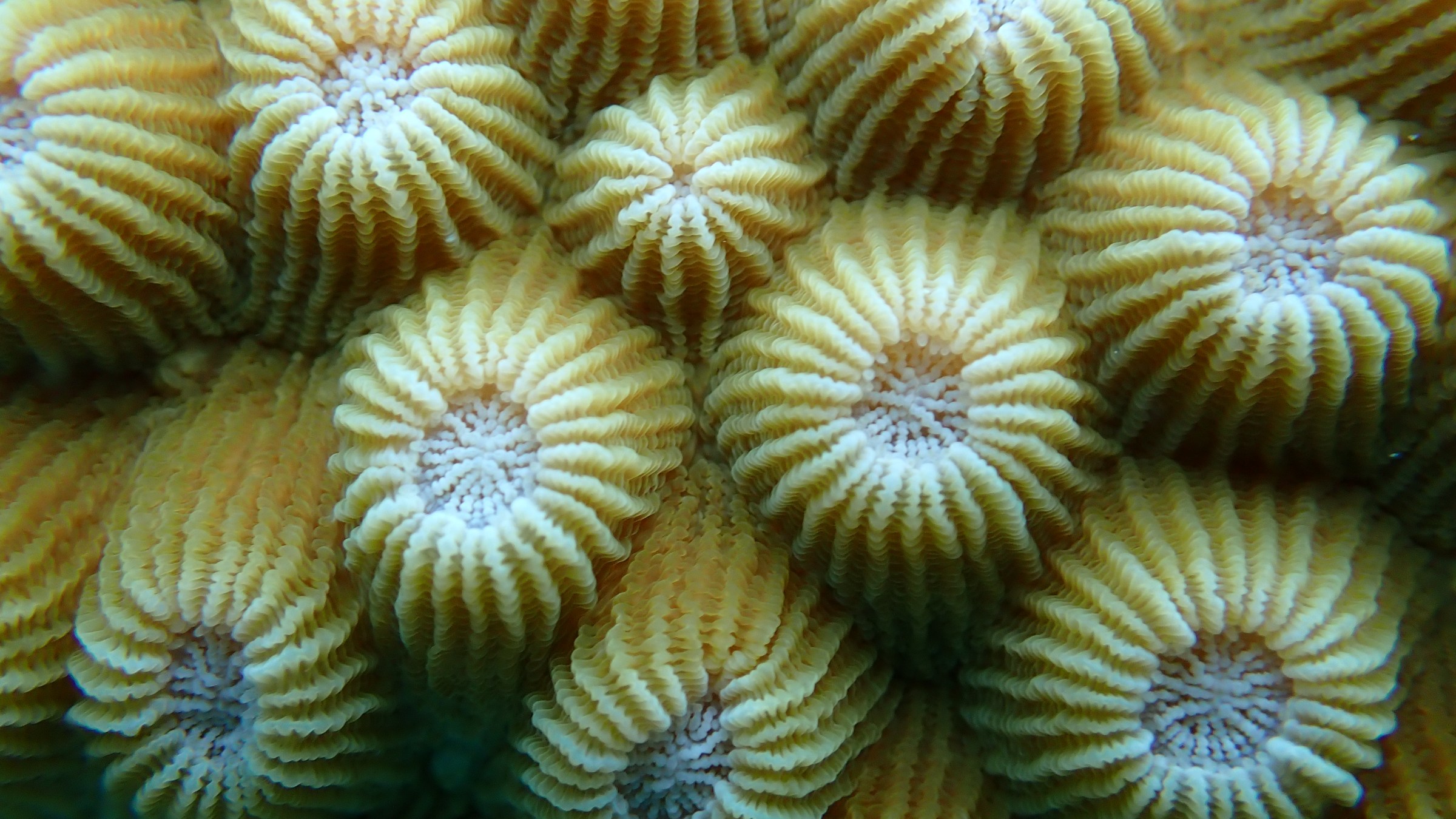Close-up of yellow coral polyps with star-like patterns.