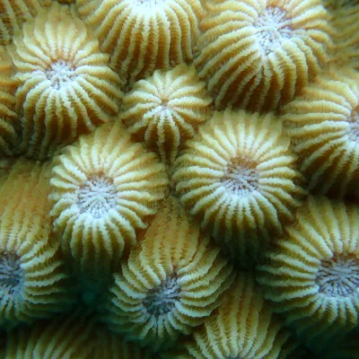 Close-up of yellow coral polyps with star-like patterns.
