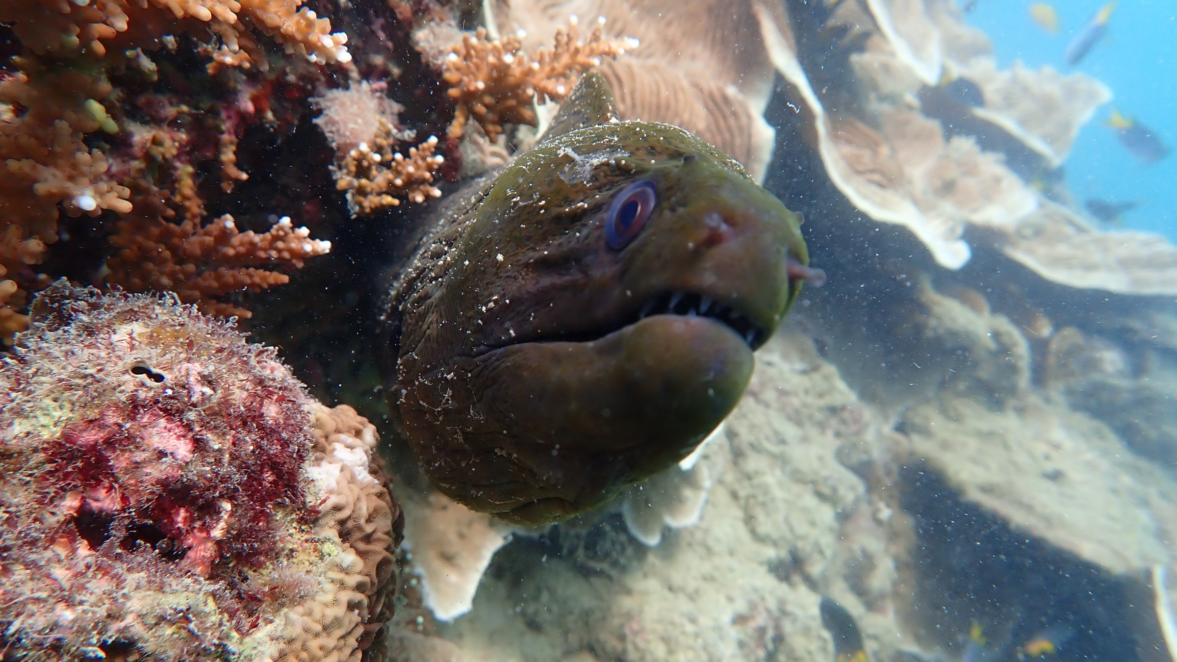 Eel partially hidden among colorful coral reef underwater.