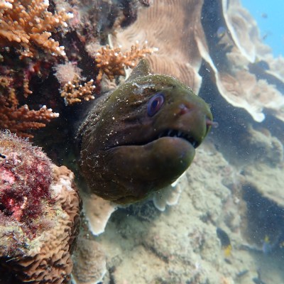 Eel partially hidden among colorful coral reef underwater.