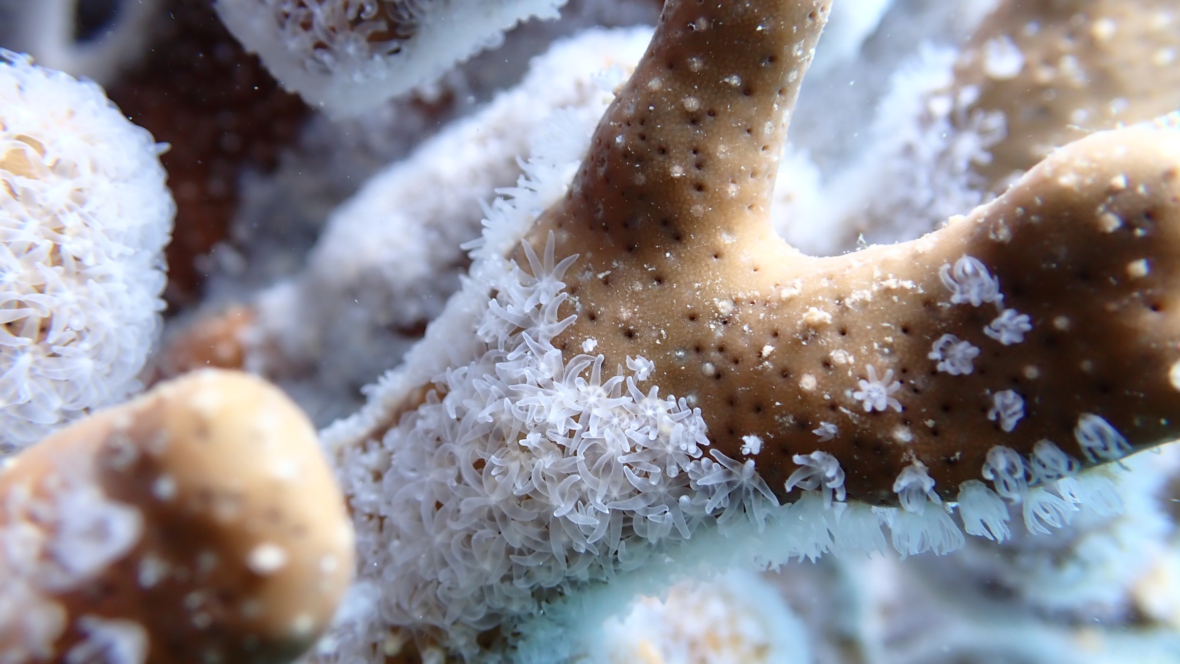 Close-up of coral with white polyps underwater.