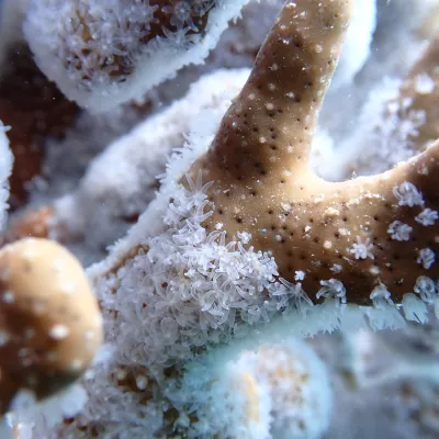 Close-up of coral with white polyps underwater.
