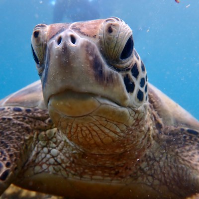 Close-up of a sea turtle underwater with a clear view of its face and shell.