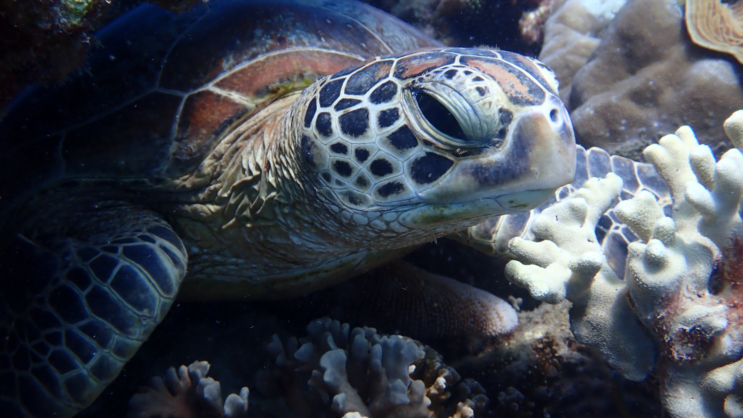 Sea turtle resting among coral underwater.