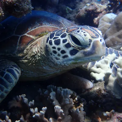 Sea turtle resting among coral underwater.