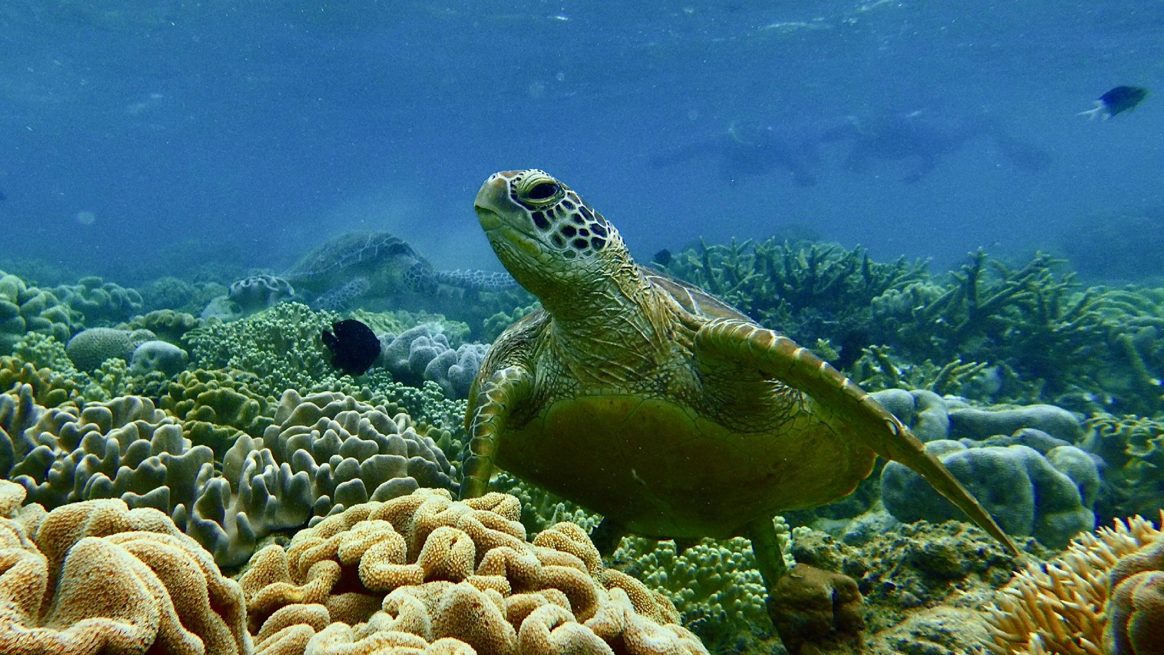 Sea turtle swimming over colorful coral reef with snorkelers in background.