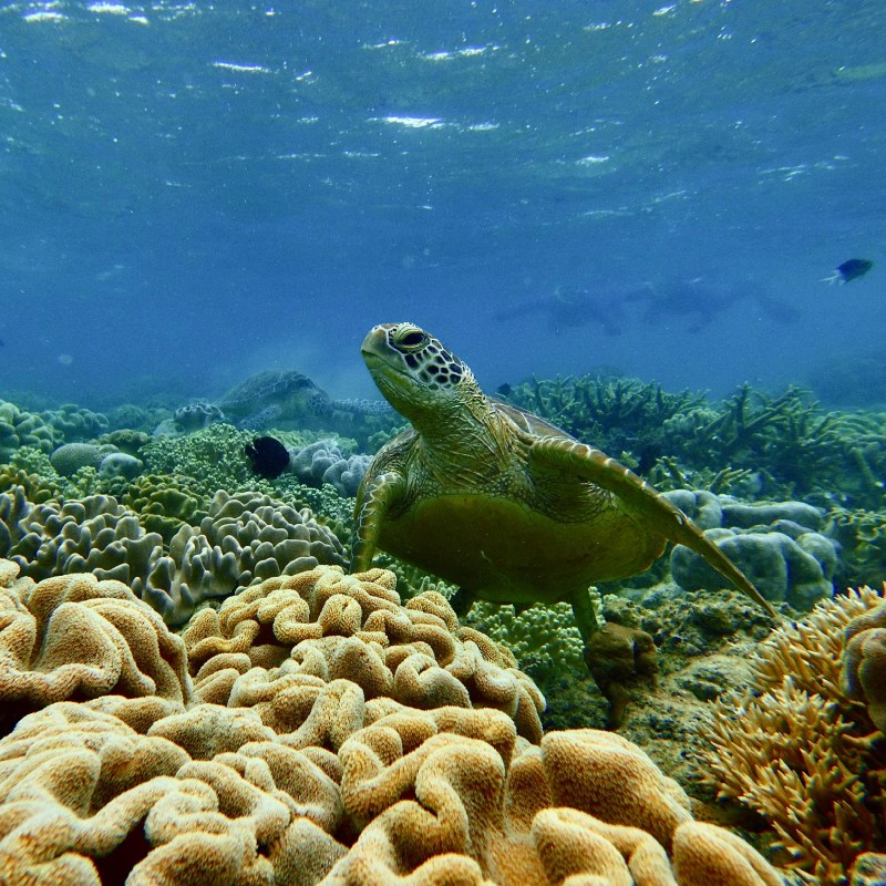 Sea turtle swimming over colorful coral reef with snorkelers in background.