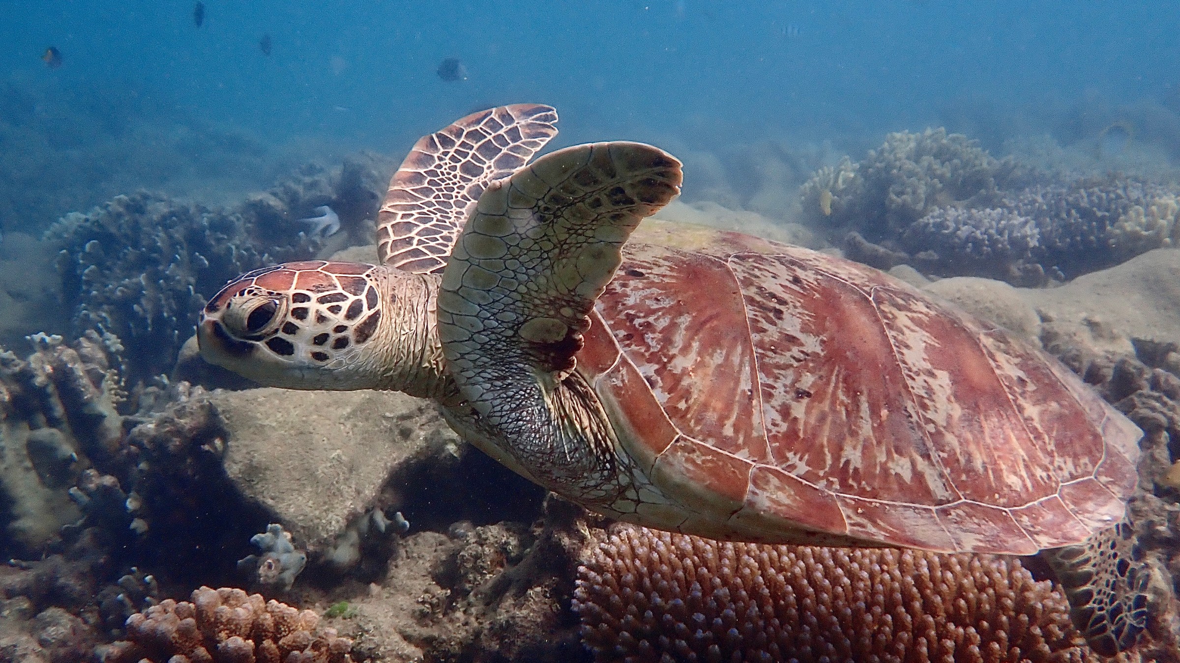 Sea turtle swimming over coral reef underwater.