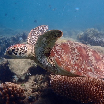 Sea turtle swimming over coral reef underwater.
