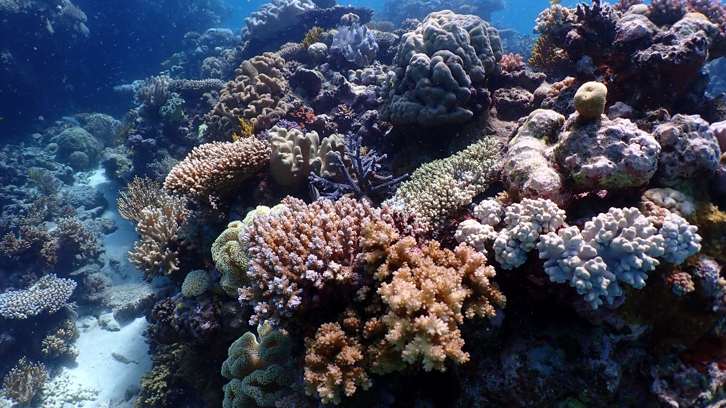 Underwater scene with diverse corals in vibrant colors.