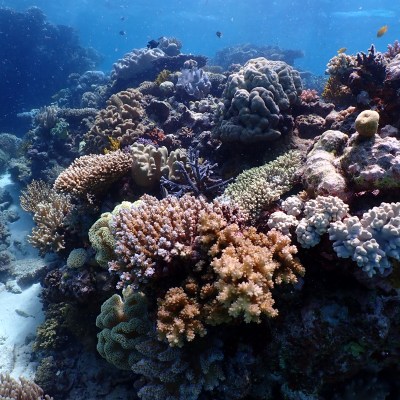 Underwater scene with diverse corals in vibrant colors.